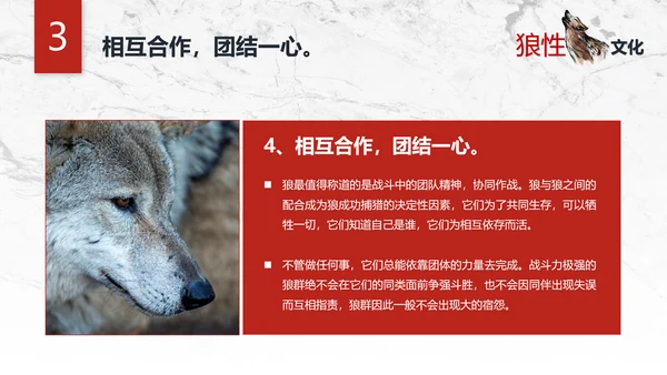 团队企业文化狼性文化员工培训PPT