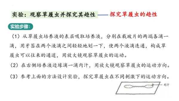 人教版七年级生物上册（2024）1.3.4 单细胞生物 课件(共22张PPT)+视频素材