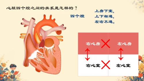 初中生物学人教版（新课程标准）七年级下册4.4.3输送血液的泵──心脏课件(共27张PPT)