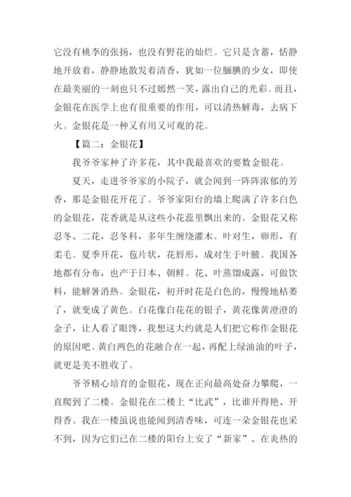 写金银花的作文600字.docx