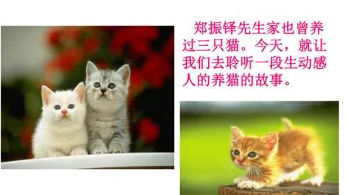 17  猫  课件(共52张PPT)