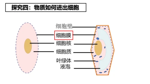 2.1.4细胞的生活课件2023--2024学年人教版生物七年级上册(共34张PPT)