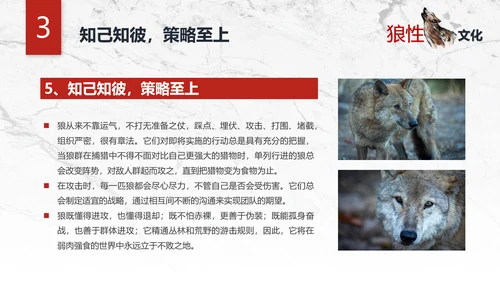 团队企业文化狼性文化员工培训PPT