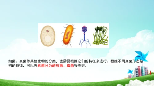 6.1.1 尝试生物进行分类八年级生物上册同步精品课件（人教版）(共30张PPT)