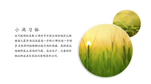 金色麦穗丰收的稻谷小满通用PPT模板