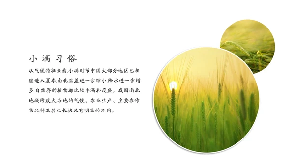 金色麦穗丰收的稻谷小满通用PPT模板