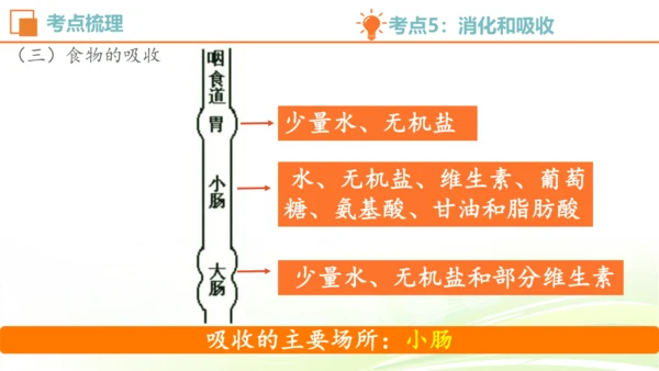 人教七下 生物圈中的人 生物期中复习考点梳理+真题体验（考点全覆盖）(共88张PPT)