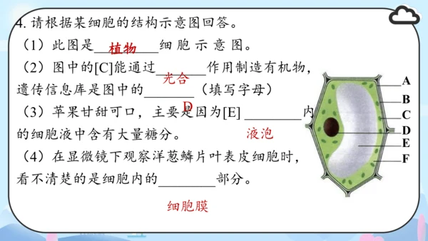 人教版（2024）七年级上册1.2.1 植物细胞 课件(共34张PPT)