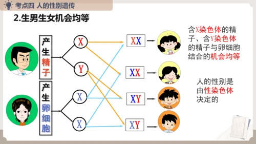 复习专题六生物的遗传与变异（串讲课件）-八年级生物上学期期末考点大串讲（人教版）(共23张PPT)