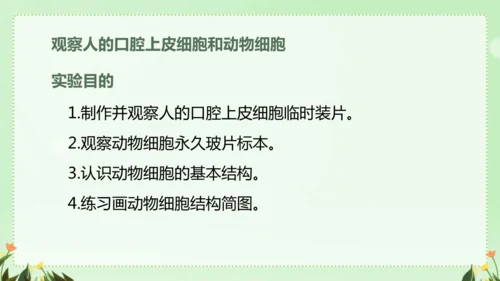 人教版（2024）七年级上册1.2.3 动物细胞 课件(共26张PPT)