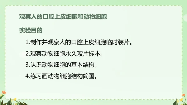 人教版（2024）七年级上册1.2.3 动物细胞 课件(共26张PPT)