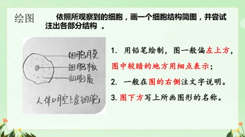 人教版（2024）七年级上册1.2.3 动物细胞 课件(共26张PPT)