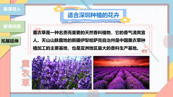 【北师大版】二年级《劳动实践指导手册》第11课《一起来种太阳花》课件