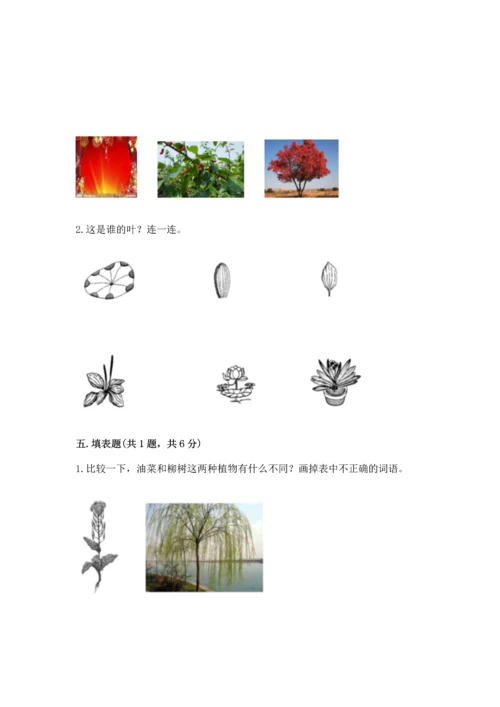 教科版科学一年级上册第一单元《植物》测试卷附参考答案（能力提升）.docx