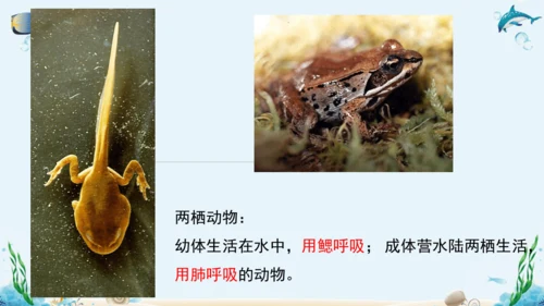 人教版八年级下册生物复习课件