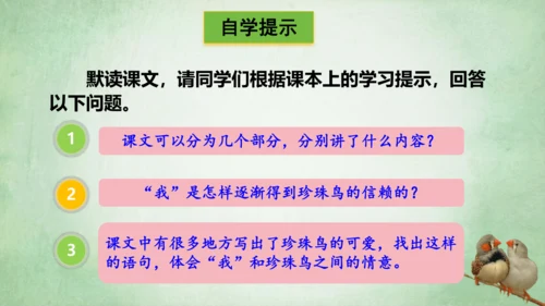 4.珍珠鸟 课件