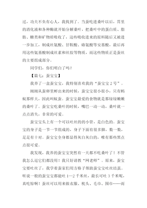 蚕宝宝作文300字.docx