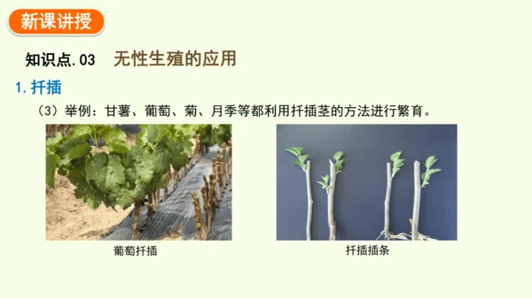 7.1.1植物的生殖-八年级生物人教版下学期同步精品课件(共33张PPT)