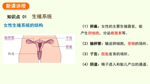 4.1.1人的生殖-七年级生物下学期同步精品课件（2024人教版）(共24张PPT)