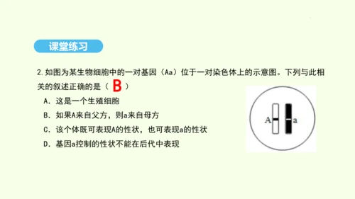 7.2.3基因的显性和隐性课件-人教版生物八年级下册(共31张PPT)