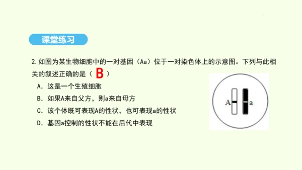 7.2.3基因的显性和隐性课件-人教版生物八年级下册(共31张PPT)