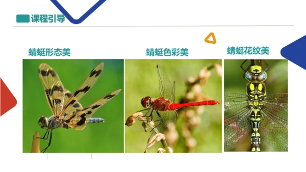蜻蜓飞飞
