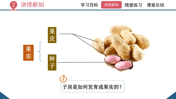 3.2.3  开花和结果  课件-2023-2024学年人教版生物七年级上册(共27张PPT)