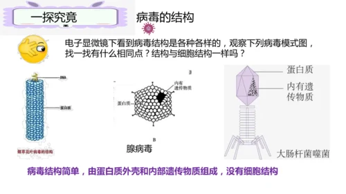 人教版生物七年级上册2.3.4《病毒》（课件）(共19张PPT)+视频素材