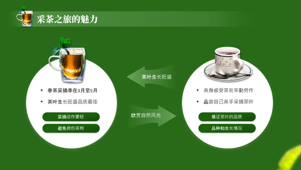 茶文化采茶旅游PPT模板_采茶之旅与文化体验报告PPT模板