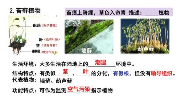 人教版七年级生物上册第三单元第一与二章复习课件(共21张PPT)