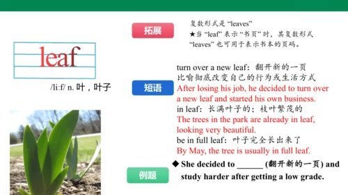 Unit 6 The power of plants 单词讲解趣味课件 新外研（2024）版七上英语