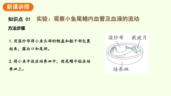 4.4.2血流的管道——血管-七年级生物下学期同步精品课件（2024人教版）(共30张PPT)