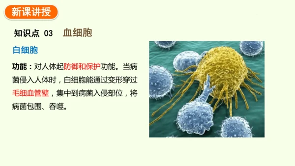 4.4.1流动的组织——血液-七年级生物下学期同步精品课件（2024人教版）(共38张PPT)