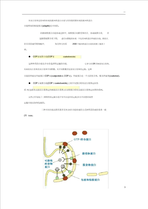 细胞生物学小泡运输分子机理