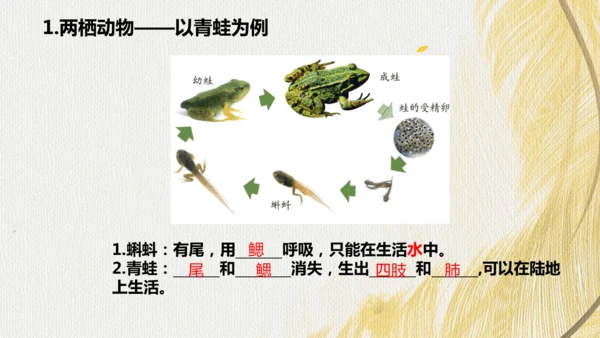 人教版 初中生物七年级上册2.2.2脊椎动物（两栖动物和爬行动物）课件(共21张PPT)+ 视频素材