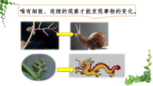 10 爬山虎的脚  课件