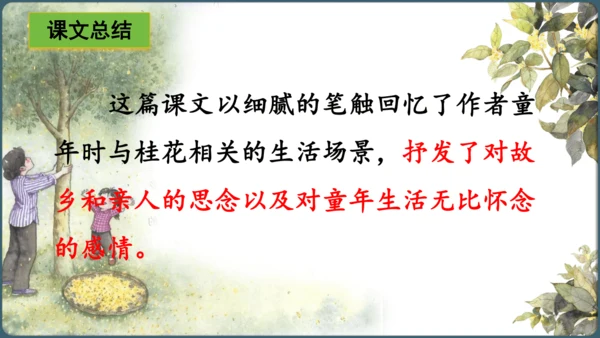 3.桂花雨  课件