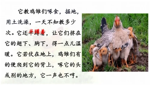母鸡 第五稿