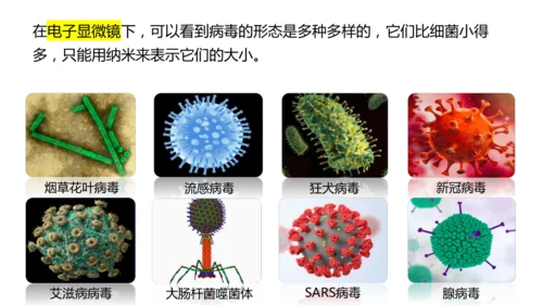 人教版生物八年级上册5.5《病毒》（课件）(共30张PPT)+视频素材