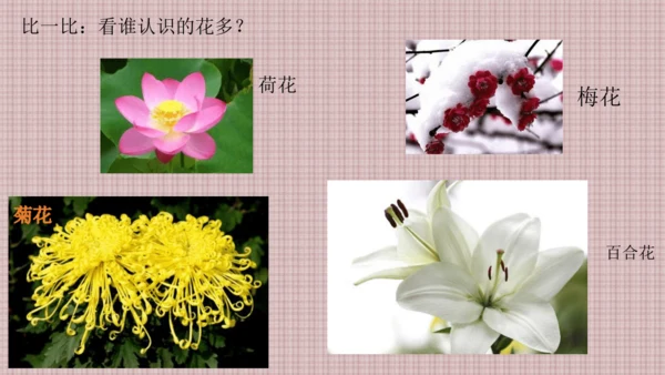校园里的花（课件33页）-美术三年级上册人教版