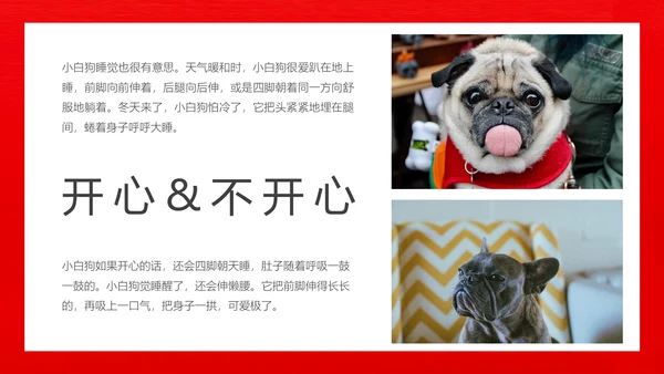丑萌的小狗狗宠物通用PPT模板