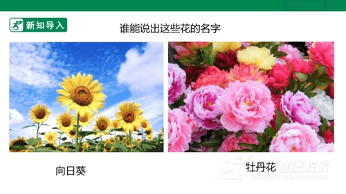 第十六课《生活与艺术中的花》课件（26页PPT）
