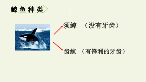 部编版 五年级语文上册第五单元习作例文 《鲸》（课件）