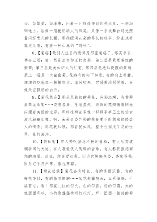 描写菊花的优美句子.docx