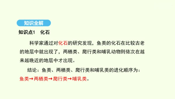 7.3.2生物进化的历程课件-人教版生物八年级下册(共23张PPT)