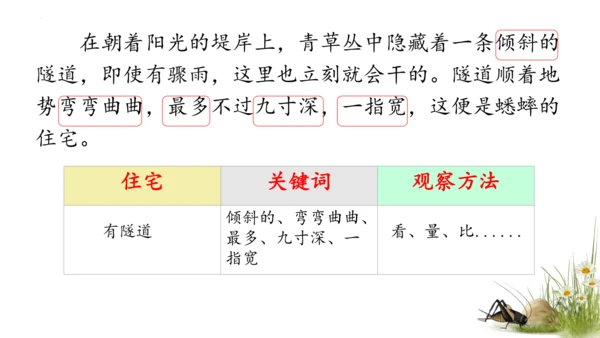 11 蟋蟀的住宅（课件）