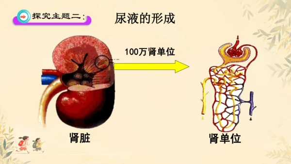 初中生物学人教版（新课程标准）七年级下册4.5 人体内废物的排出课件(共24张PPT)