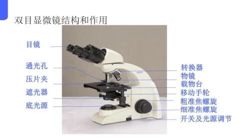 人教版（2024）七年级上册1.2.1 学习使用显微镜 课件(共29张PPT)