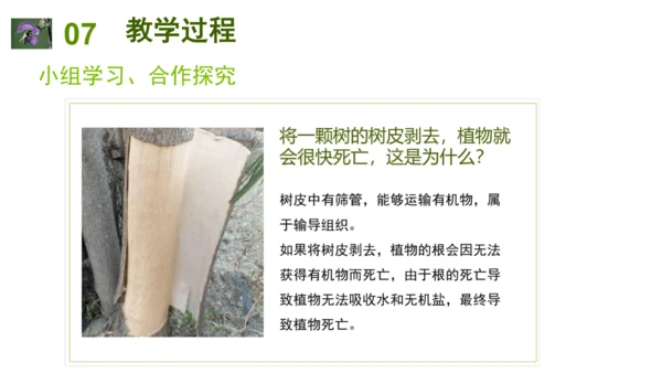 2.2.3植物体的结构层次 【说课课件】2023--2024学年人教版生物七年级上册(共42张PPT