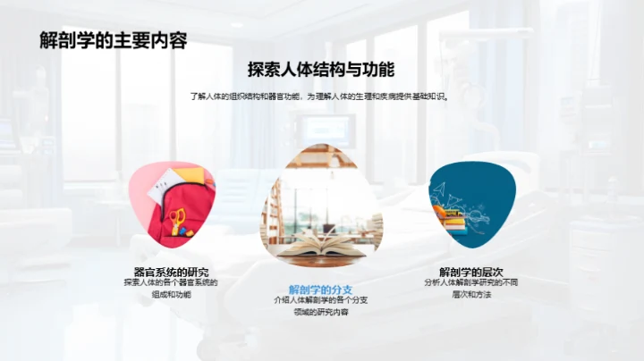 人体解剖学探索